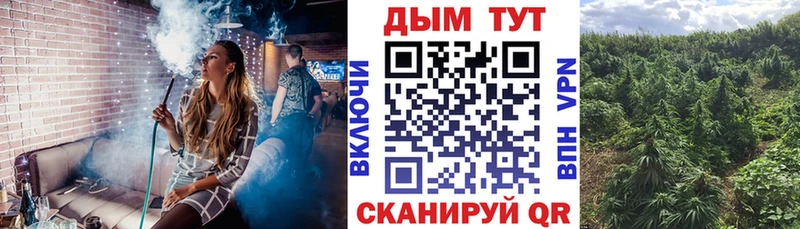 купить цена Сибай Канабис индика